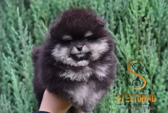 Pomeranian BOO piękne szczenięta na sprzedaż, hodowla, Mazowieckie, Warszawa