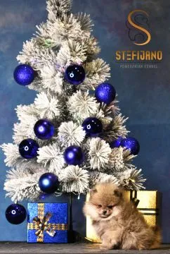 Pomeranian BOO piękne szczenięta na sprzedaż, hodowla, Mazowieckie, Warszawa