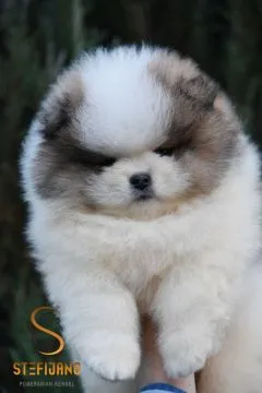 Pomeranian BOO piękne szczenięta na sprzedaż, hodowla, Mazowieckie, Warszawa