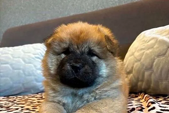 Chow Chow