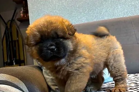 Chow Chow, Warmińsko-mazurskie, Mrągowo