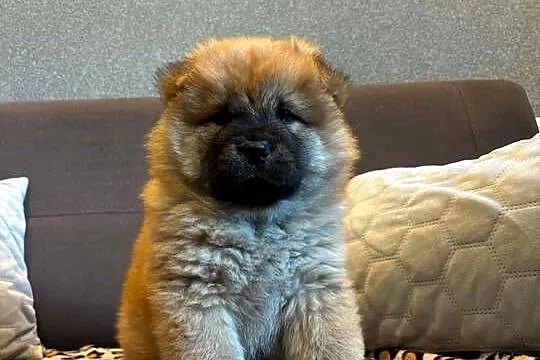 Chow Chow, Warmińsko-mazurskie, Mrągowo