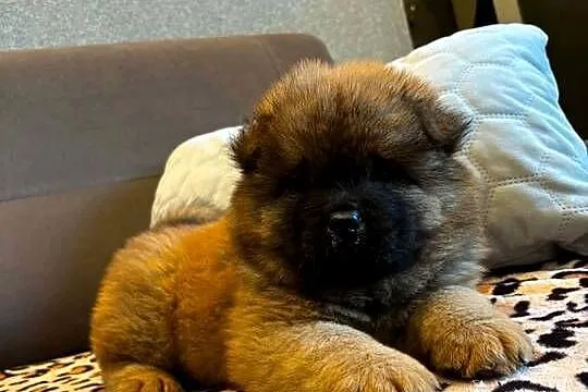 Chow Chow, Warmińsko-mazurskie, Mrągowo