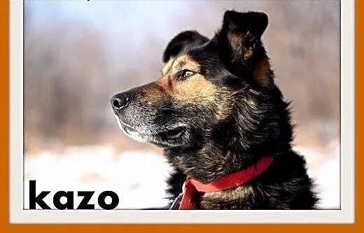 KAZO-owczarek mix,łagodny,wesoły pies.ADOPCJA, ma
