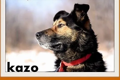 KAZO-owczarek mix,łagodny,wesoły pies.ADOPCJA,  ma