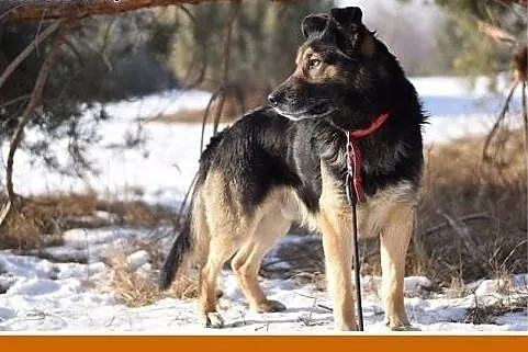 KAZO-owczarek mix,łagodny,wesoły pies.ADOPCJA,  ma