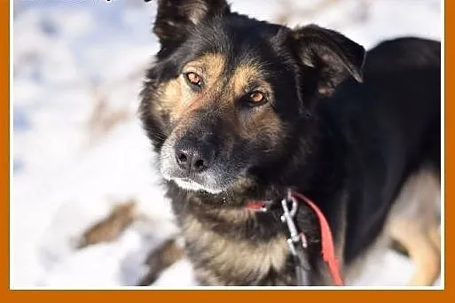 KAZO-owczarek mix,łagodny,wesoły pies.ADOPCJA,  ma