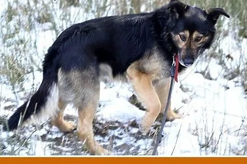 KAZO-owczarek mix,łagodny,wesoły pies.ADOPCJA,  ma