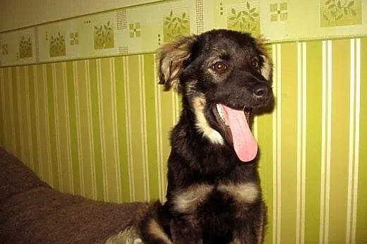 Sunia 5 miesiecy zaszczepiona,przyjacielska,adopcja!!,  świętokrzyskie Kielce