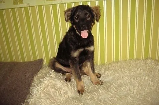 Sunia 5 miesiecy zaszczepiona,przyjacielska,adopcj