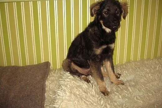 Sunia 5 miesiecy zaszczepiona,przyjacielska,adopcj