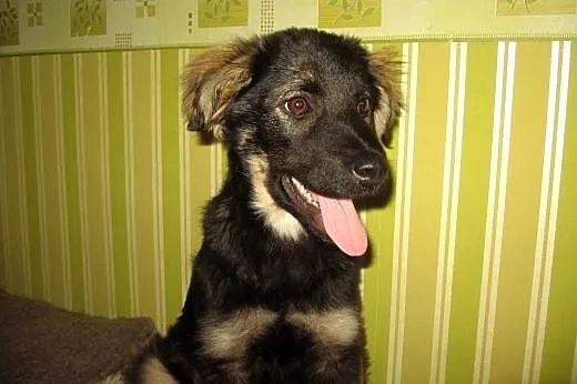 Sunia 5 miesiecy zaszczepiona,przyjacielska,adopcj