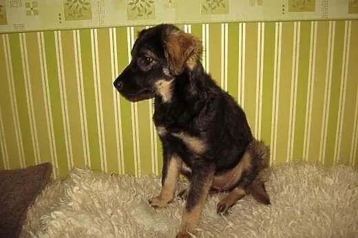Sunia 5 miesiecy zaszczepiona,przyjacielska,adopcj