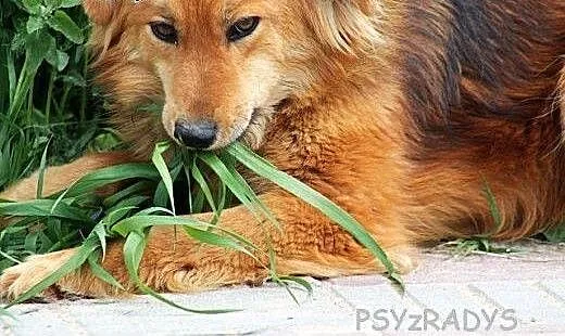 MOLLY piękna, łagodna, mądra sunia czeka w schroni