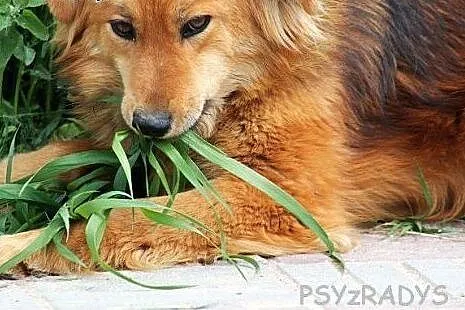 MOLLY piękna, łagodna, mądra sunia czeka w schroni