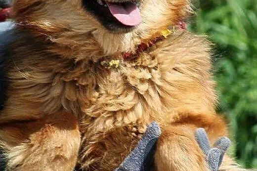 MOLLY piękna, łagodna, mądra sunia czeka w schroni