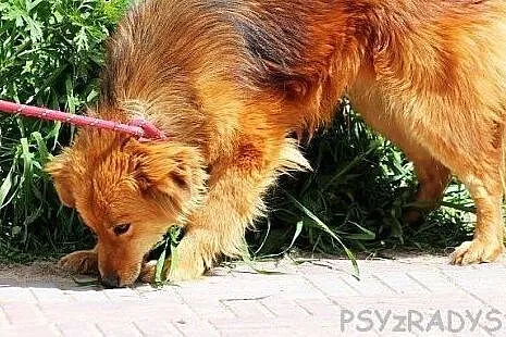 MOLLY piękna, łagodna, mądra sunia czeka w schroni