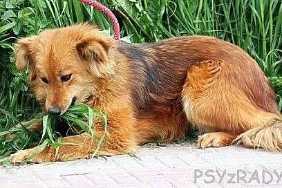 MOLLY piękna, łagodna, mądra sunia czeka w schroni