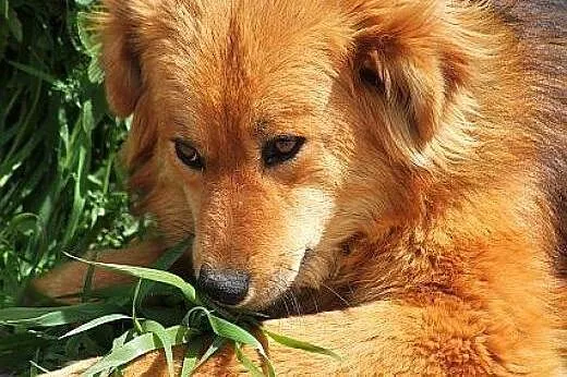 MOLLY piękna, łagodna, mądra sunia czeka w schroni