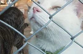 Biały, domowy kot czeka w schronisku na nowy dom!,, Olsztyn