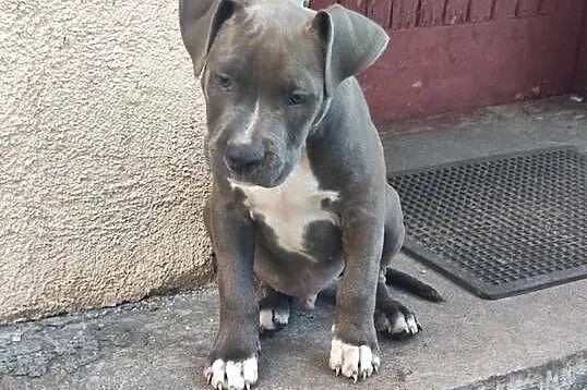 Śliczne szczeniaczki Amstaff szukają dobrego domu, Łódzkie, Bełchatów