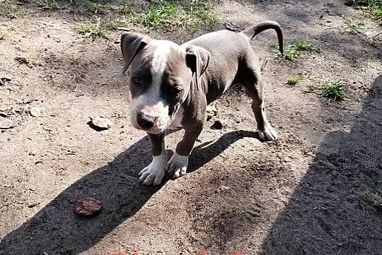 Śliczne szczeniaczki Amstaff szukają dobrego domu, Łódzkie, Bełchatów