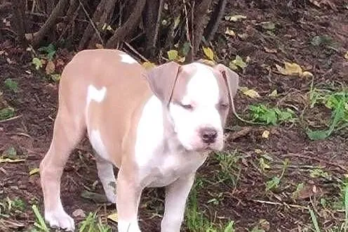 Śliczne szczeniaczki Amstaff szukają dobrego domu, Łódzkie, Bełchatów