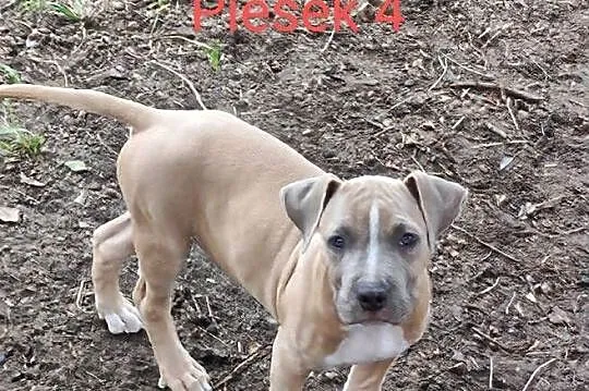 Śliczne szczeniaczki Amstaff szukają dobrego domu, Łódzkie, Bełchatów