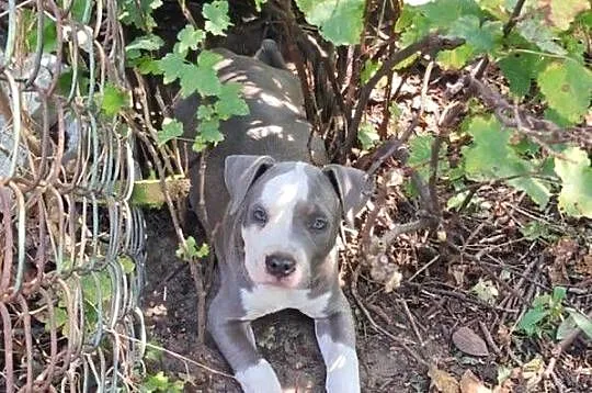 Śliczne szczeniaczki Amstaff szukają dobrego domu, Łódzkie, Bełchatów