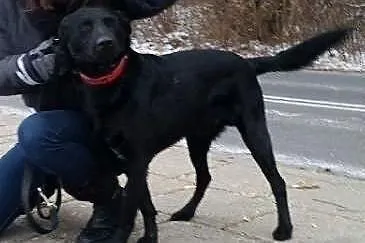 Czarny Bambo szuka swojego miejsca na ziemi