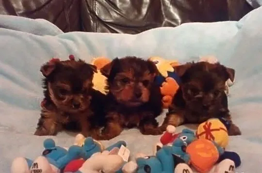 Yorkshire Terrier. Yorki Yoreczki. Pieski i suczki