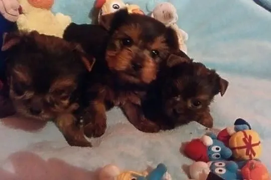 Yorkshire Terrier. Yorki Yoreczki. Pieski i suczki