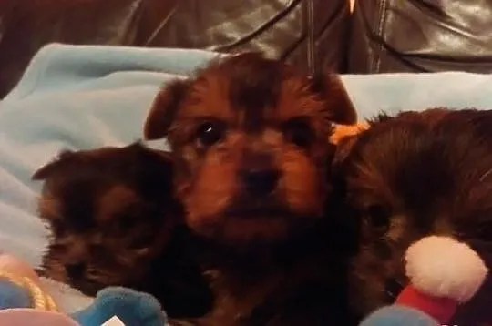 Yorkshire Terrier. Yorki Yoreczki. Pieski i suczki