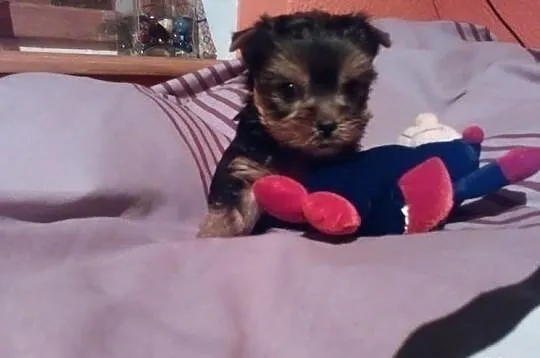 Yorkshire Terrier. Yorki Yoreczki. Pieski i suczki