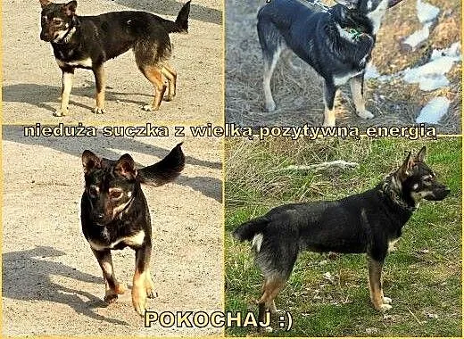 Poznajcie Pchełkę :), małopolskie Wieliczka