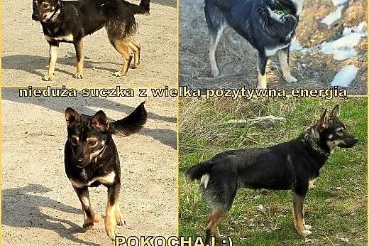 Poznajcie Pchełkę :),  małopolskie Wieliczka