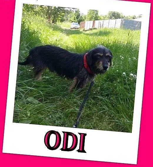 Jamnik szorstkowłosy mix -Odi do ADOPCJI., małopo