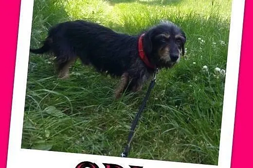 Jamnik szorstkowłosy mix -Odi do ADOPCJI.,  małopo