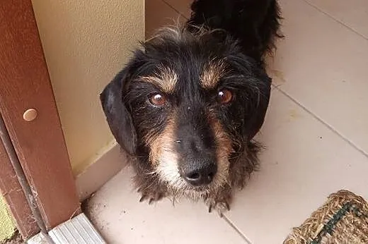 Jamnik szorstkowłosy mix -Odi do ADOPCJI.,  małopo