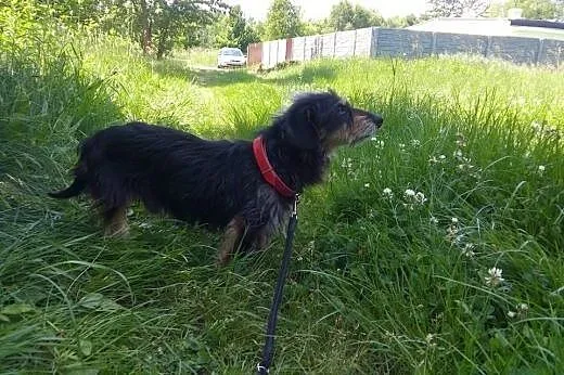 Jamnik szorstkowłosy mix -Odi do ADOPCJI.,  małopo