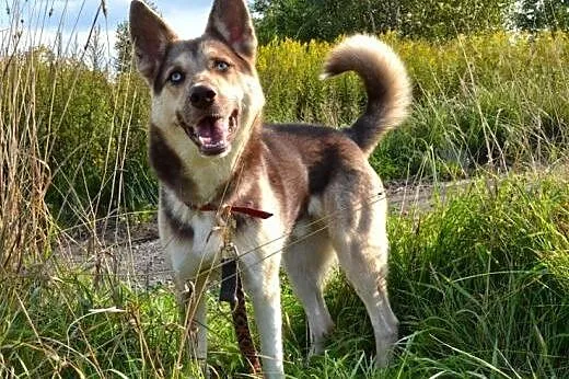 Czoko radosny husky czeka na swój nowy dom,  kujawsko-pomorskie Toruń