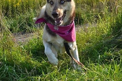 Czoko radosny husky czeka na swój nowy dom,  kujaw