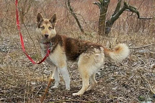 Czoko radosny husky czeka na swój nowy dom,  kujaw