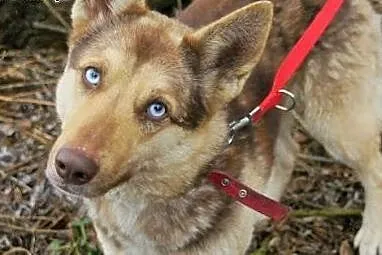 Czoko radosny husky czeka na swój nowy dom,  kujaw