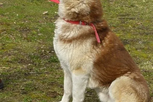 Czoko radosny husky czeka na swój nowy dom,  kujaw