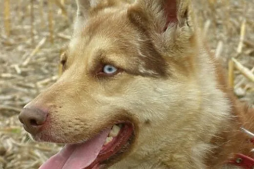 Czoko radosny husky czeka na swój nowy dom,  kujaw