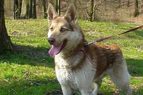 Czoko radosny husky czeka na swój nowy dom,  kujaw