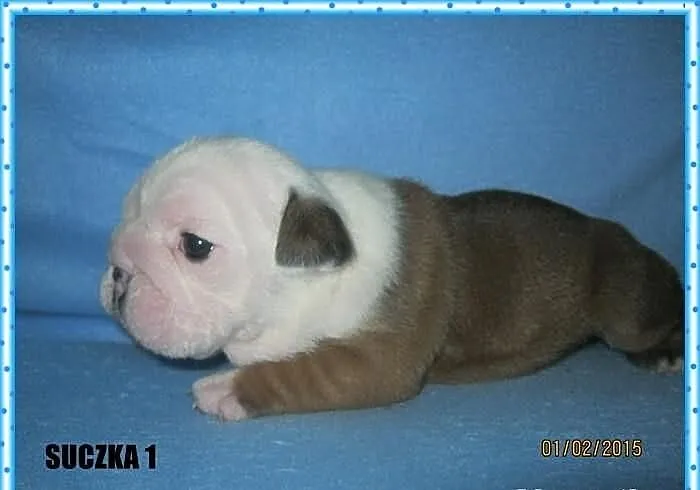 Buldog angielski buldogi angielskie buldożki z rod