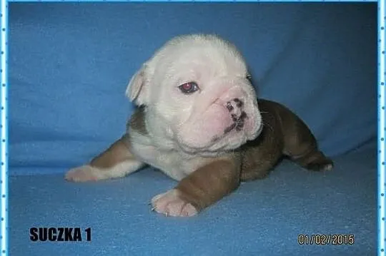 Buldog angielski buldogi angielskie buldożki z rod