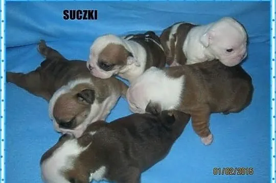 Buldog angielski buldogi angielskie buldożki z rod